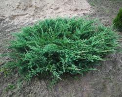 Можжевельник обыкновенный Грин Карпет (Green carpet)
